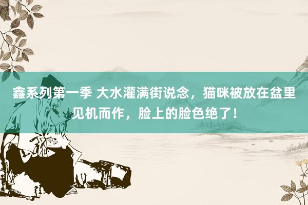 鑫系列第一季 大水灌满街说念，猫咪被放在盆里见机而作，脸上的脸色绝了！