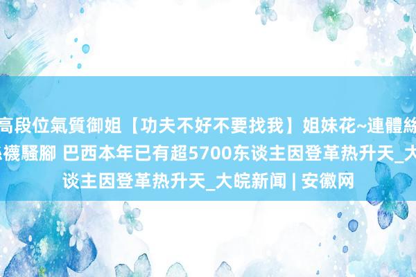 高段位氣質御姐【功夫不好不要找我】姐妹花~連體絲襪~大奶晃動~絲襪騷腳 巴西本年已有超5700东谈主因登革热升天_大皖新闻 | 安徽网